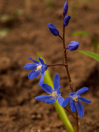 Urquhart Bay Wood 14