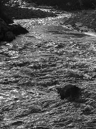 Urquhart Bay Wood 9