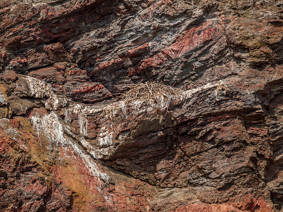 Perigrine Falcon's Nest
