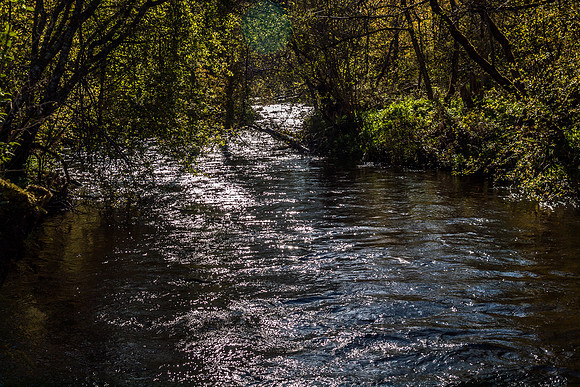 Urquhart Bay Wood 27