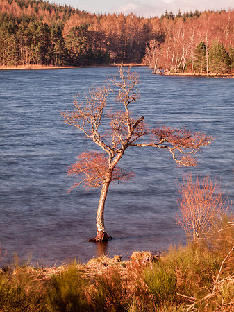 Loch Pityoulish 4