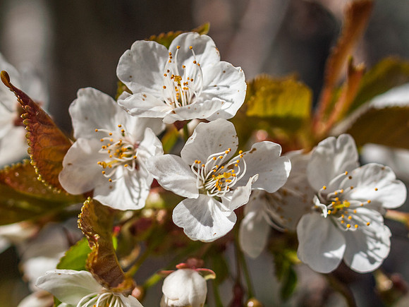 Clunebeg Blossom