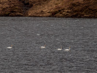 Loch Affric Circular Walk 8