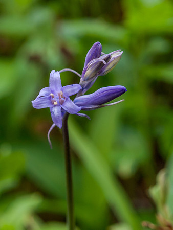 Urquhart Bay Wood 24