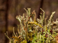 Urquhart Bay Wood 1