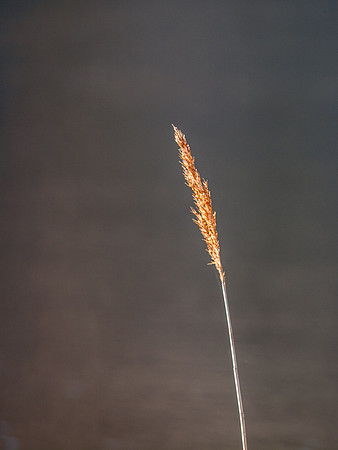 Loch Pityoulish 6