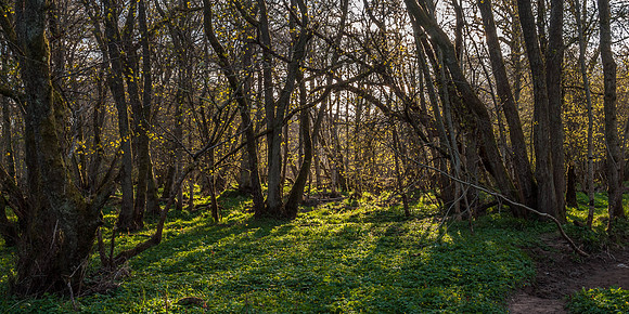 Urquhart Bay Wood 21