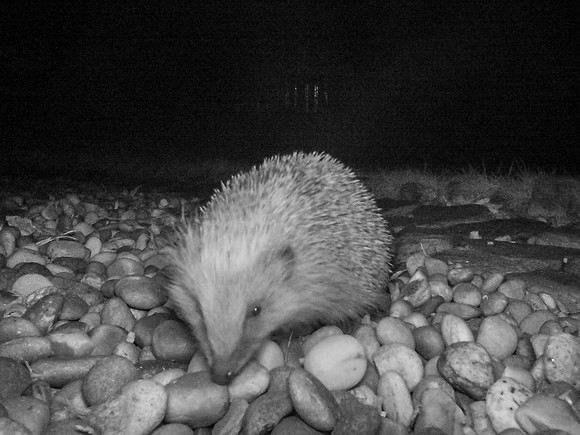 Hog Cam
