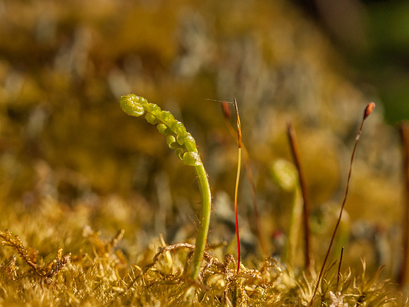 Urquhart Bay Wood 20