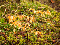 Urquhart Bay Wood 4
