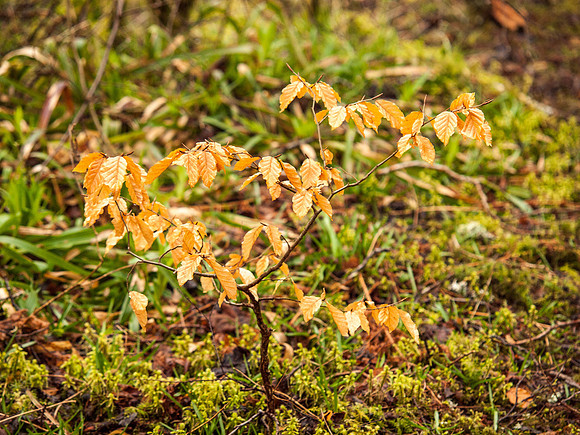 Urquhart Bay Wood 4