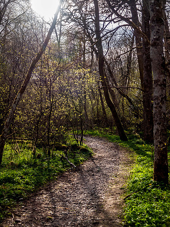 Urquhart Bay Wood 15