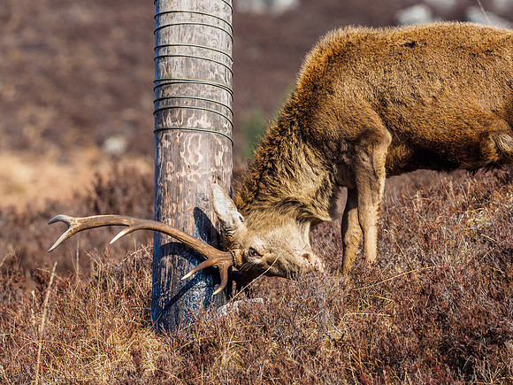 Stag versus Telegraph Pole