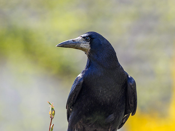 Rook (Corvus frugilegus)
