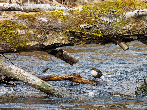 Dipper (Cinclus cinclus)