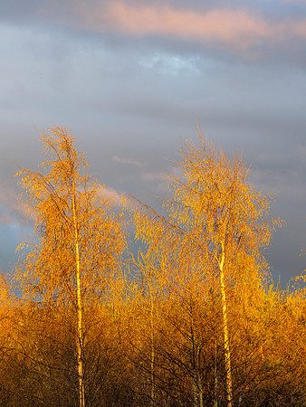 Silver Birch (Betula pendula)