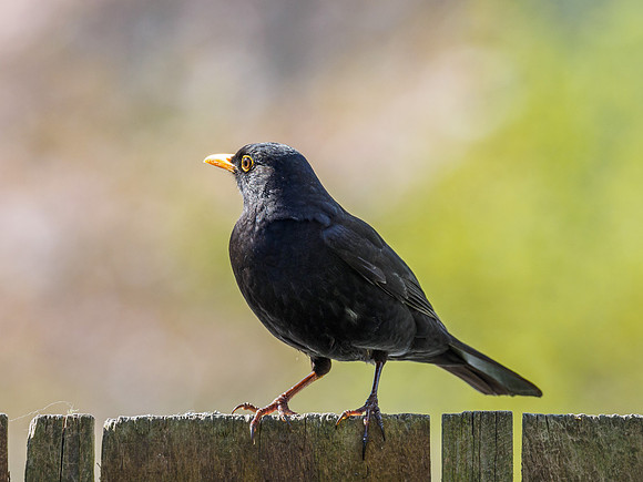 Blackbird (Turdus merula)