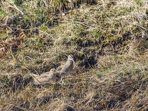 Snipe (Gallinago gallinago)
