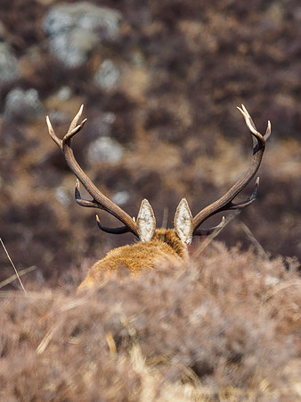 Red Deer Stag (Cervus elaphus)