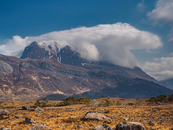 Slioch Salamander