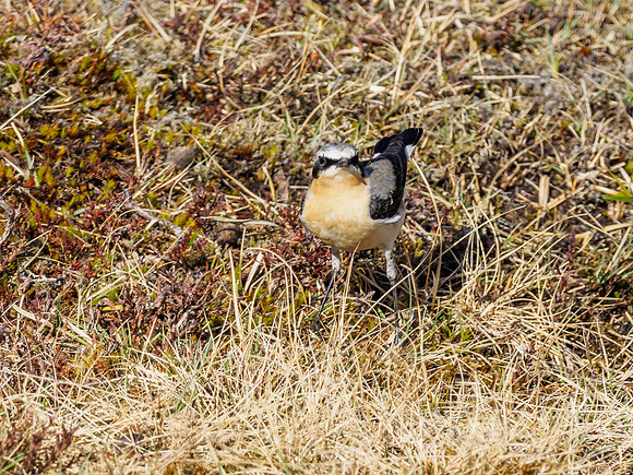 Wheatear (Oenanthe oenanthe)
