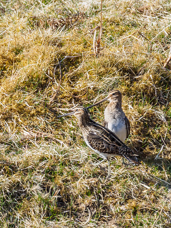 Snipe (Gallinago gallinago)