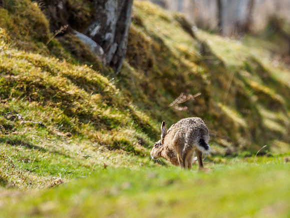 Brown Hare (Lepus europaeus)