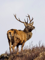 Red Deer Stag (Cervus elaphus)