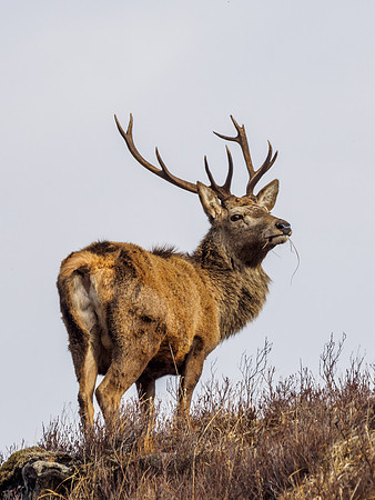 Red Deer Stag (Cervus elaphus)