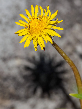 Dandelion (Taraxacum officinalis)