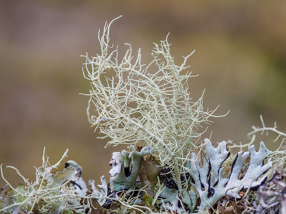 Lichen (Usnea subfloridana)