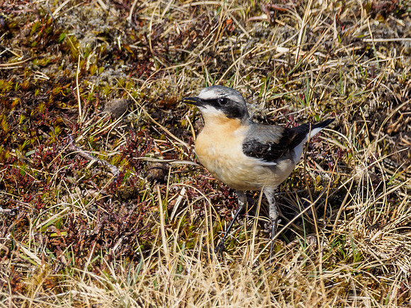 Wheatear (Oenanthe oenanthe)