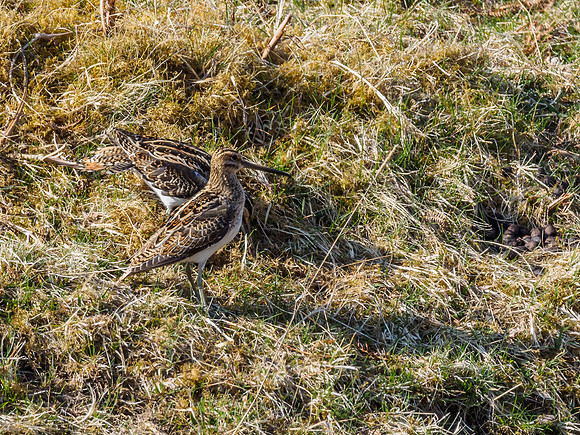 Snipe (Gallinago gallinago)