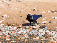 Raven (Corvus corax)