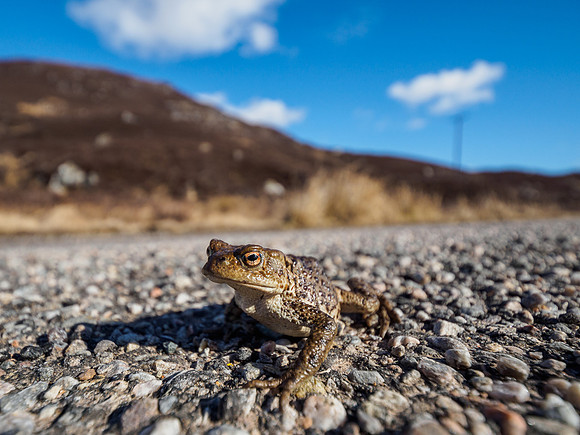 Toad in the Road