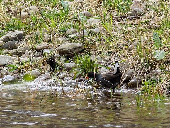 Moorhen (Gallinula chloropus)