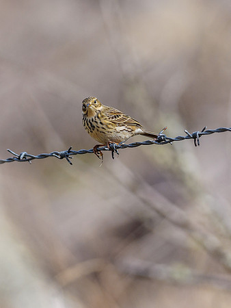 Bird on a Wire