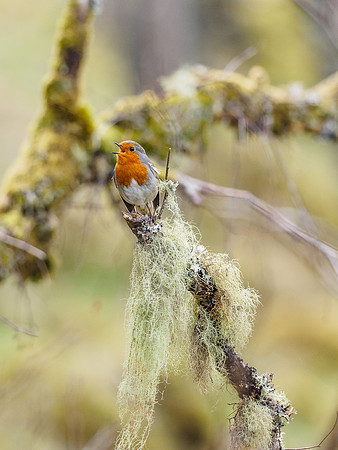 Song Bird