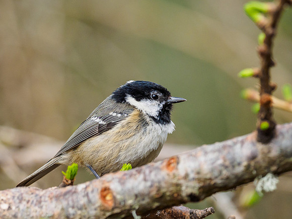 Coal Tit (Periparus ater)