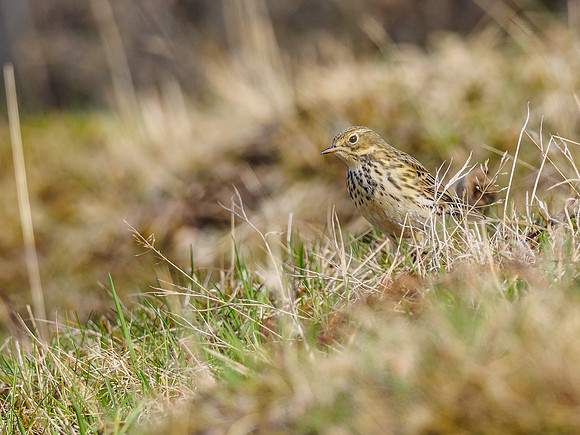 Meadow Pipit (Anthus pratensis)