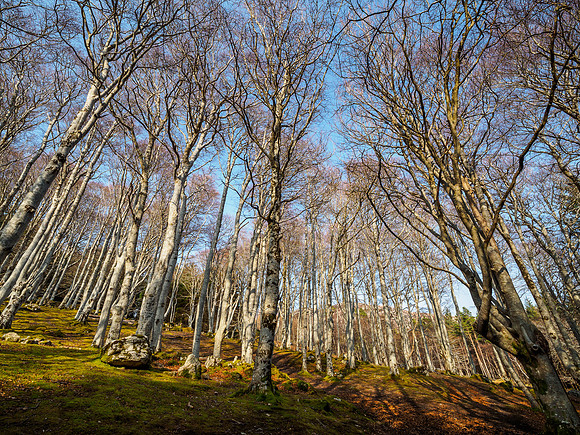 Common Beech (Fagus sylvatica)