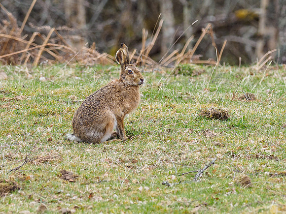 Brown Hare (Lepus europaeus)