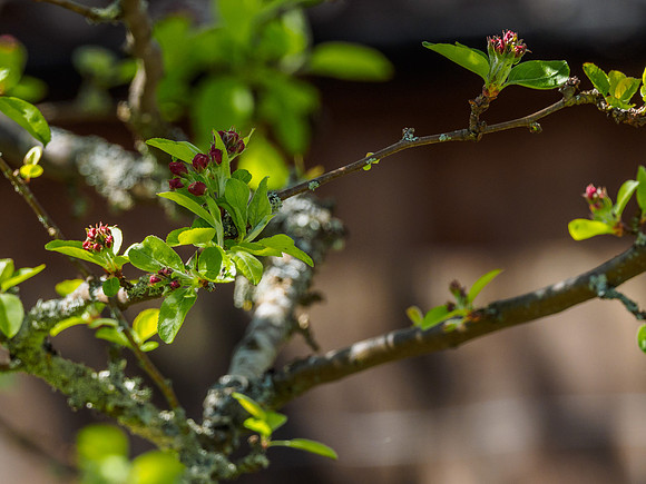 Crab Apple (Malus sylvestris)