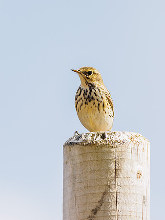 Meadow Pipit (Anthus pratensis)