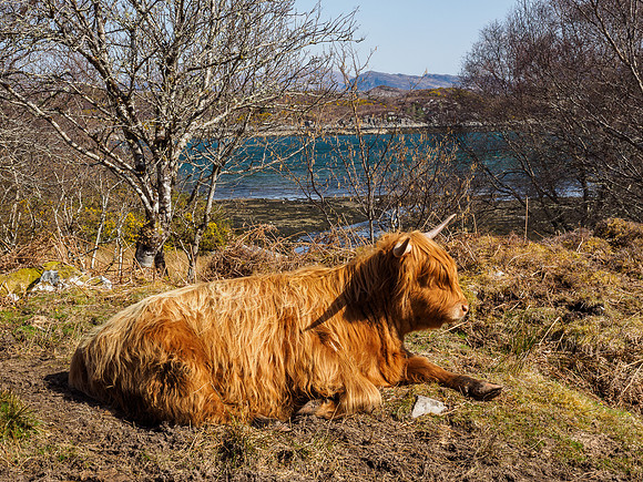 Highland Cattle