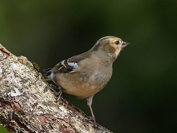 Chaffinch (Fringilla coelebs)