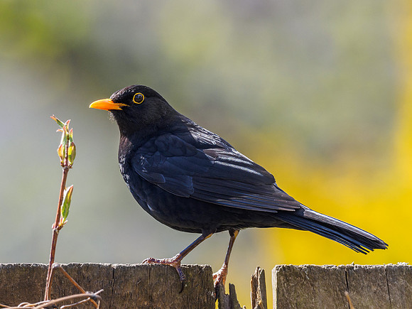 Blackbird (Turdus merula)