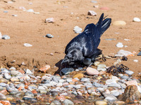 Raven (Corvus corax)