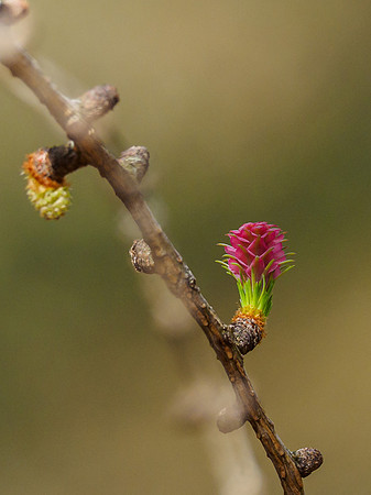 Larch Flower