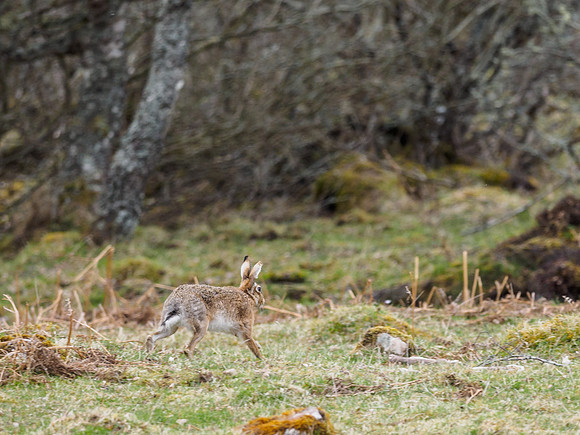 Brown Hare (Lepus europaeus)